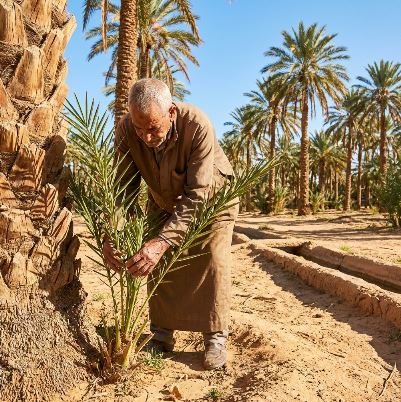Les secrets de la culture du palmier dattier dans les oasis tunisiennes 4