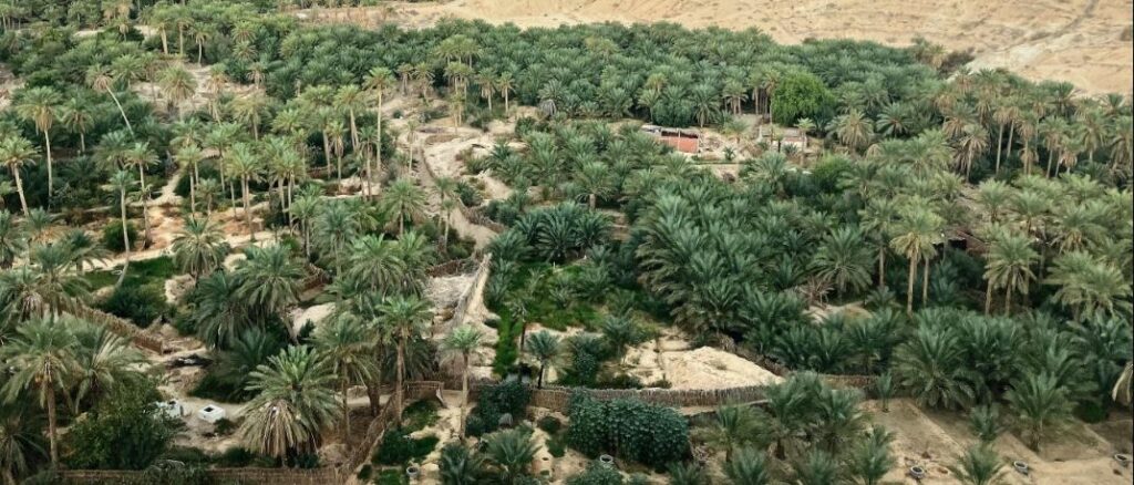 oasis du Sud tunisie