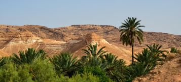 Le palmier dattier : le pilier de l’oasis