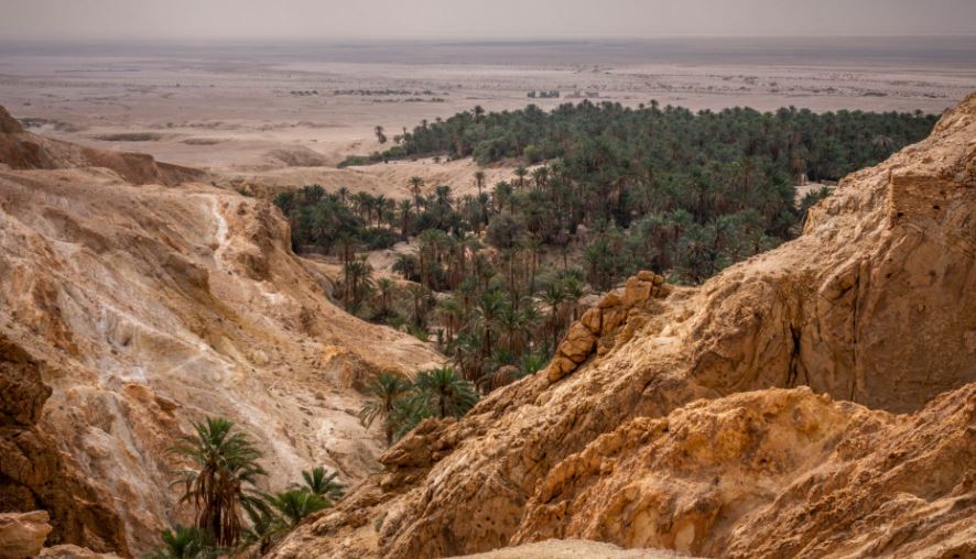 oasis en tunisie