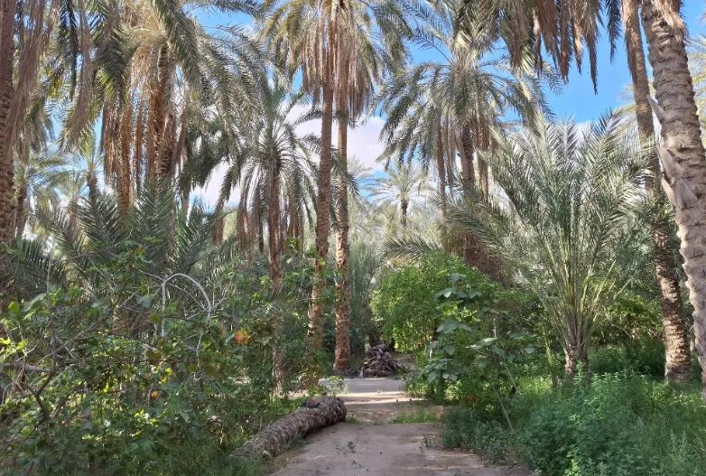 Les oasis en Tunisie3