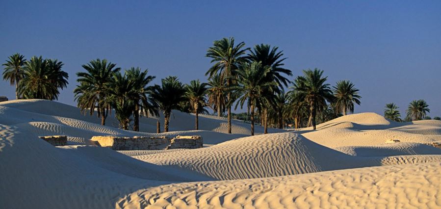 douz tunis