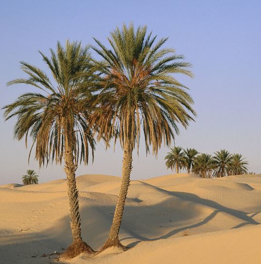 douz tunis